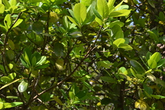 Daphniphyllum neilgherrense